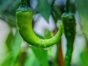 邛崃食堂收菜记录怎么做？分拣冷链到留样逐项对